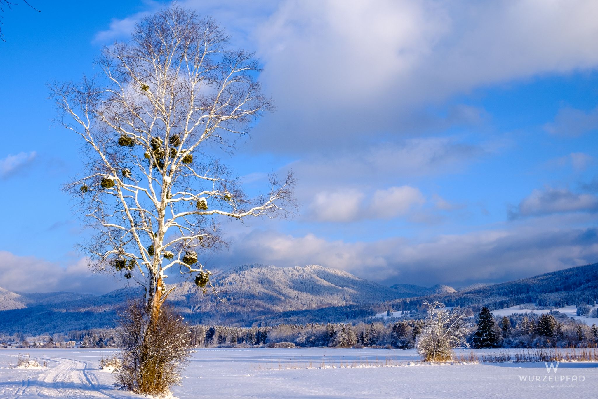 Birke im Loisachmoor